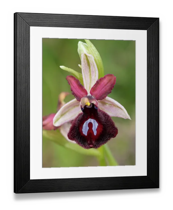 Framed Print : Siponto ophrys (Ophrys sipontensis) in flower, nr. Monte St Angelo, Gargano, Puglia, Italy. April Framed Print : Siponto ophrys (Ophrys sipontensis) in flower, nr. Monte St Angelo, Gargano, Puglia, Italy. April