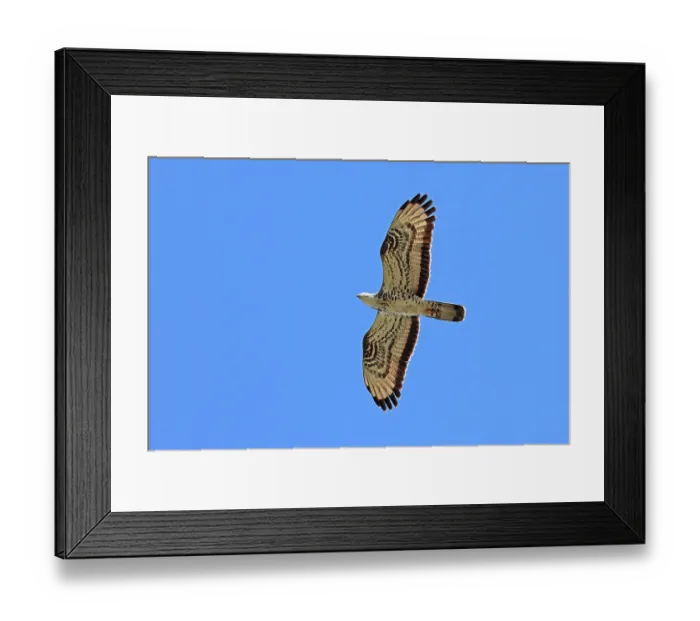 Framed Print : European honey buzzard (Pernis apivorus) in flight against blue sky, Denmark. May Framed Print : European honey buzzard (Pernis apivorus) in flight against blue sky, Denmark. May
