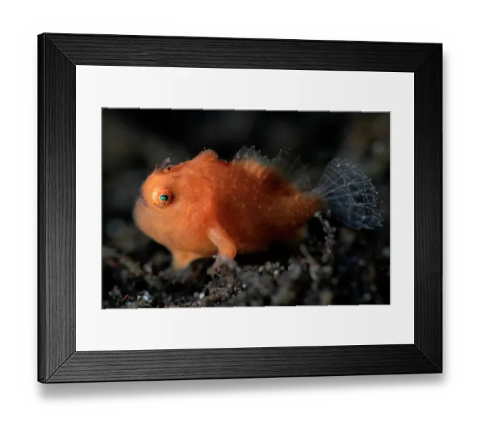 Framed Print : Spotfin frogfish (Abantennarius nummifer) juvenile, measuring around 1.5cm in length, portrait. x2 magnification of life-size. Shizuoka Prefecture, Japan, Pacific Ocean Framed Print : Spotfin frogfish (Abantennarius nummifer) juvenile, measuring around 1.5cm in length, portrait. x2 magnification of life-size. Shizuoka Prefecture, Japan, Pacific Ocean