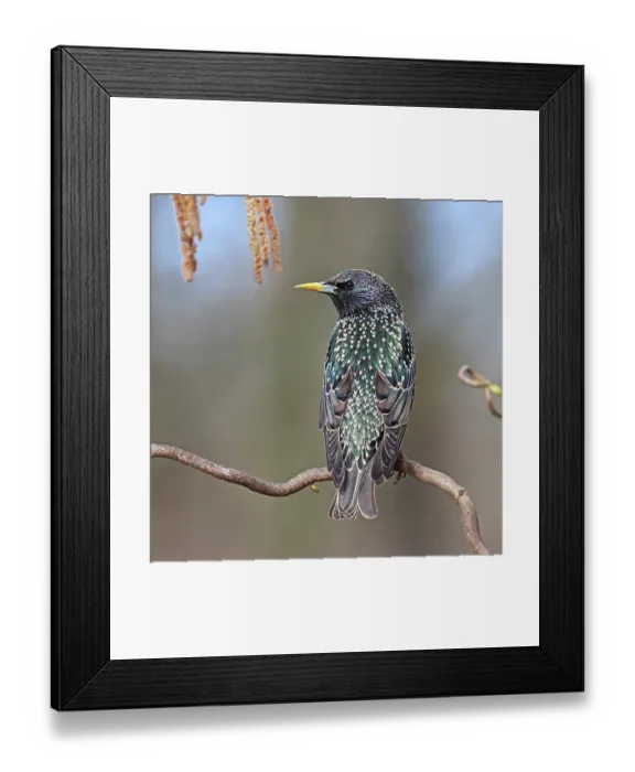 Framed Print : Common starling (Sturnus vulgaris) perched on a twig, Denmark. April Framed Print : Common starling (Sturnus vulgaris) perched on a twig, Denmark. April