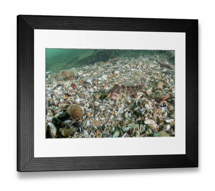 Framed Print : Freshwater blenny ((Salaria fluviatilis) male, swimming over lakebed covered with Quagga mussels (Dreissena bugensis), Lugano lake, Ticino, Switzerland Framed Print : Freshwater blenny ((Salaria fluviatilis) male, swimming over lakebed covered with Quagga mussels (Dreissena bugensis), Lugano lake, Ticino, Switzerland