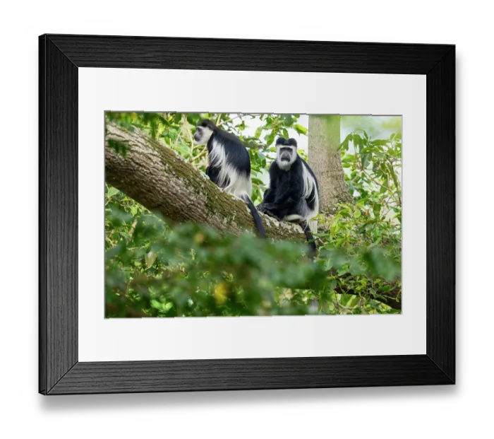 Framed Print : Two Black and white colobus monkeys (Colobus guereza) sitting on branch, Entebbe botanical garden, Uganda Framed Print : Two Black and white colobus monkeys (Colobus guereza) sitting on branch, Entebbe botanical garden, Uganda