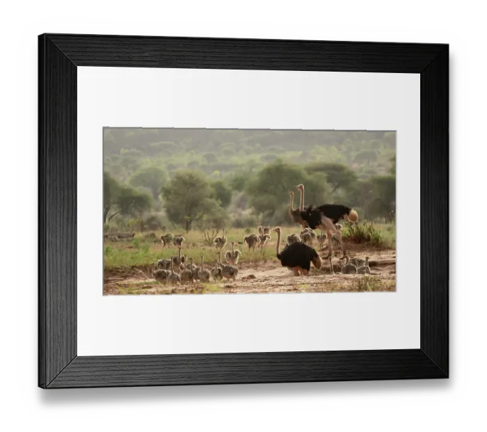Framed Print : Three Masai ostriches (Struthio camelus massaicus) two males and a female, watching over brood of chicks, Tarangire National Park, Tanzania Framed Print : Three Masai ostriches (Struthio camelus massaicus) two males and a female, watching over brood of chicks, Tarangire National Park, Tanzania