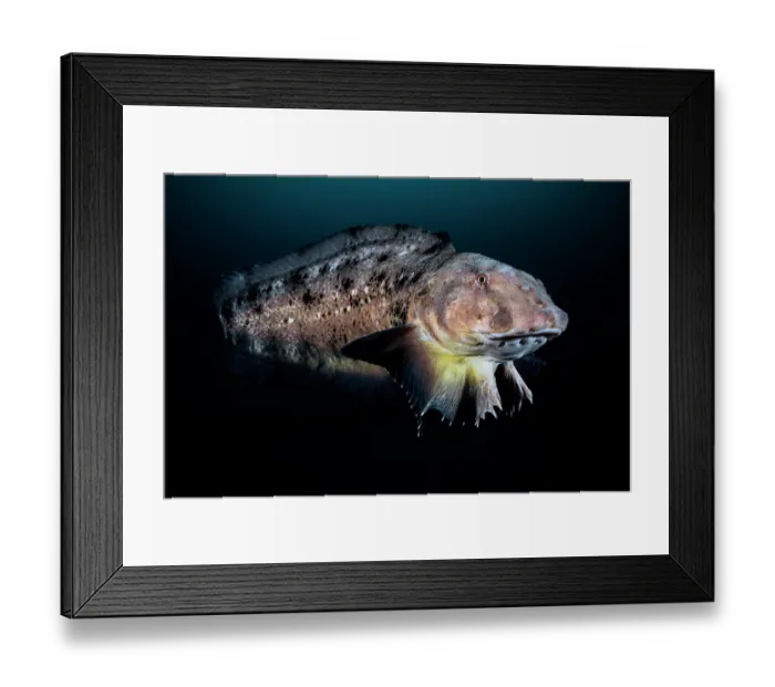 Framed Print : Tanaka's snailfish (Liparis tanakae) male, swimming in shallow water for mating, Yamaguchi Prefecture, Japan, Pacific Ocean Framed Print : Tanaka's snailfish (Liparis tanakae) male, swimming in shallow water for mating, Yamaguchi Prefecture, Japan, Pacific Ocean