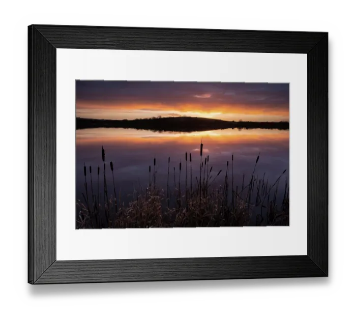 Framed Print : RF - Lower Tamar Lake, silhouetted reeds and reflection at sunrise, Cornwall, England, UK. February, 2023. (This image may be licensed either as rights managed or royalty free.) Framed Print : RF - Lower Tamar Lake, silhouetted reeds and reflection at sunrise, Cornwall, England, UK. February, 2023. (This image may be licensed either as rights managed or royalty free.)