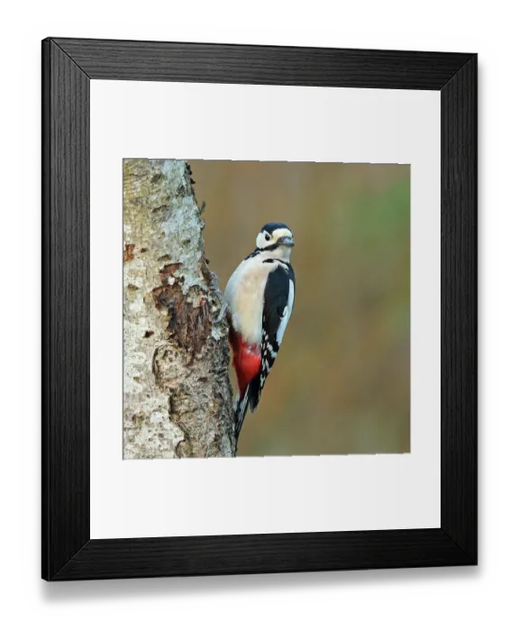 Framed Print : Great spotted woodpecker (Dendrocopos major) perched on tree trunk, Denmark. December