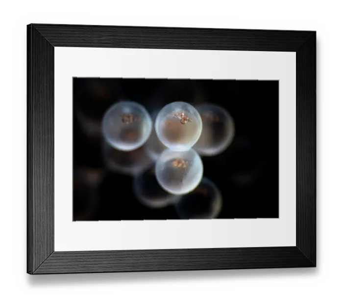 Framed Print : Tanaka's snailfish (Liparis tanakae) freshly spawned eggs. Each egg is less than 1.5mm in diameter, Yamaguchi Prefecture, Japan, Pacific Ocean Framed Print : Tanaka's snailfish (Liparis tanakae) freshly spawned eggs. Each egg is less than 1.5mm in diameter, Yamaguchi Prefecture, Japan, Pacific Ocean