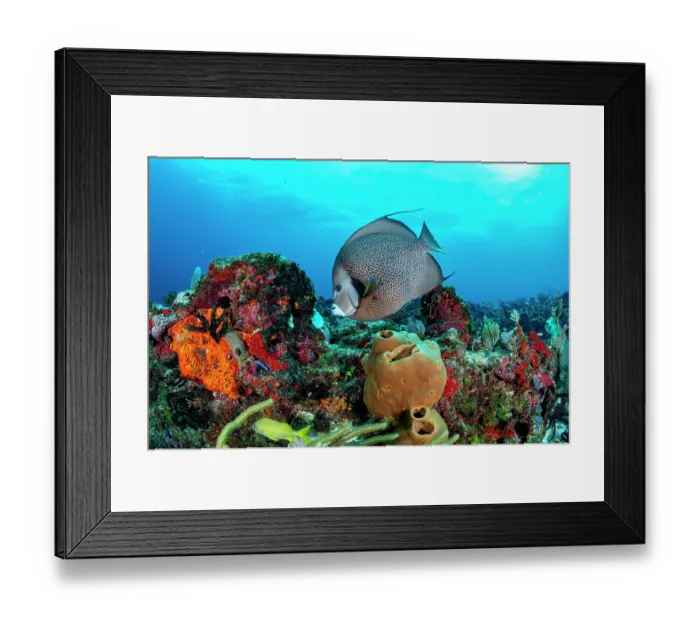 Framed Print : Grey angelfish (Pomacanthus arcuatus) on a coral reef, off Cancun, Quintana Roo, Yucatan Peninsula, Mexico, Caribbean Sea Framed Print : Grey angelfish (Pomacanthus arcuatus) on a coral reef, off Cancun, Quintana Roo, Yucatan Peninsula, Mexico, Caribbean Sea