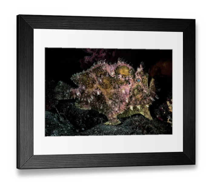 Framed Print : Calico frogfish (Fowlerichthys scriptissimus) portrait, Shizuoka Prefecture, Japan, Pacific Ocean