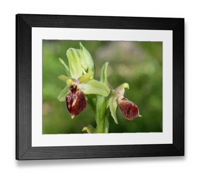 Framed Print : Archipelago orchid (Ophrys archipelagi) in flower, nr, Sannicandro, Gargano, Puglia, Italy. April