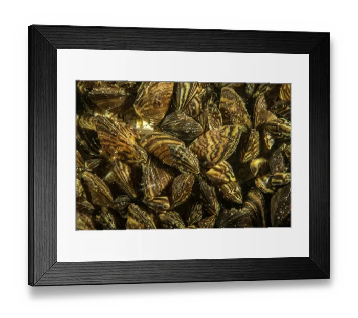Framed Print : Quagga mussels (Dreissena bugensis) close up, Lugano lake, Ticino, Switzerland Framed Print : Quagga mussels (Dreissena bugensis) close up, Lugano lake, Ticino, Switzerland