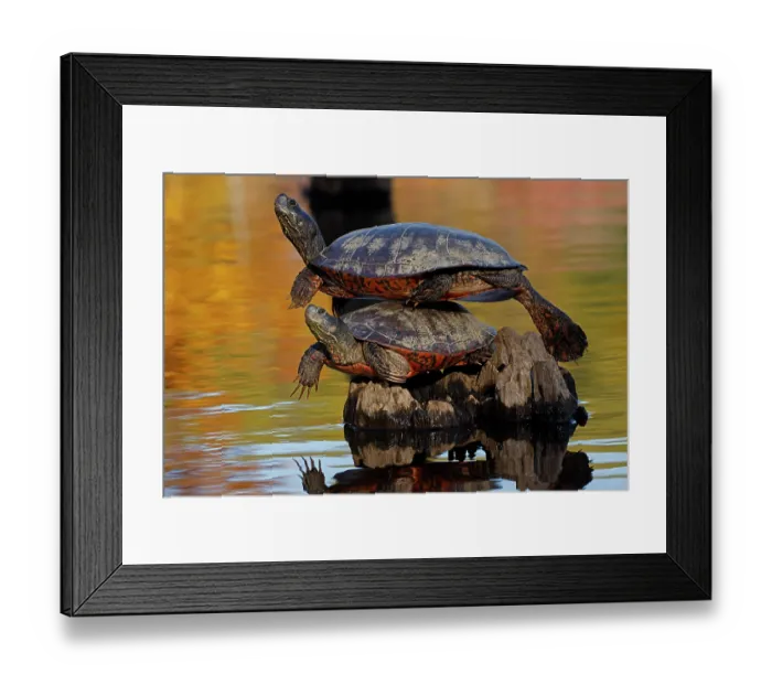 Framed Print : Two Northern red-bellied turtles (Pseudemys rubriventris) basking, one balancing on top of the other, Maryland, USA. October Framed Print : Two Northern red-bellied turtles (Pseudemys rubriventris) basking, one balancing on top of the other, Maryland, USA. October