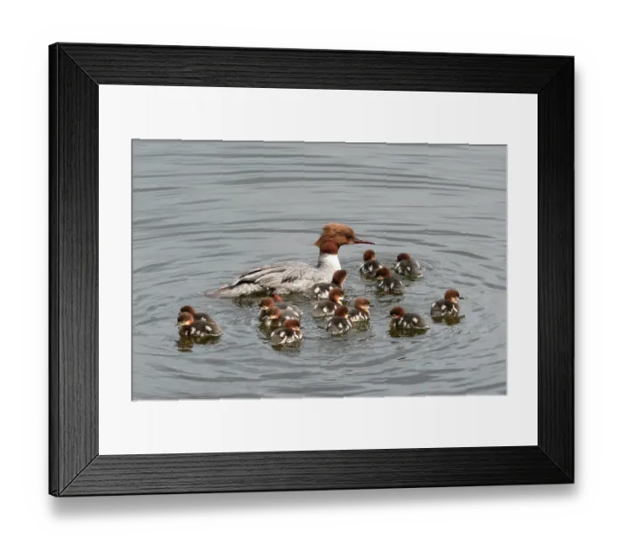 Framed Print : Common merganser (Mergus merganser) female on water with fourteen ducklings, just out of the nest, Denmark. May