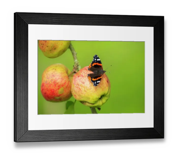 Framed Print : Red admiral butterfly (Vanessa atalanta) feeding on apples during autumn, Cornwall, England, UK. September Framed Print : Red admiral butterfly (Vanessa atalanta) feeding on apples during autumn, Cornwall, England, UK. September