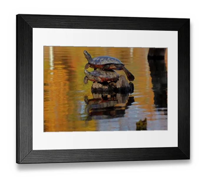 Framed Print : Two Northern red-bellied turtles (Pseudemys rubriventris) basking, one balancing on top of the other, Maryland, USA. October Framed Print : Two Northern red-bellied turtles (Pseudemys rubriventris) basking, one balancing on top of the other, Maryland, USA. October