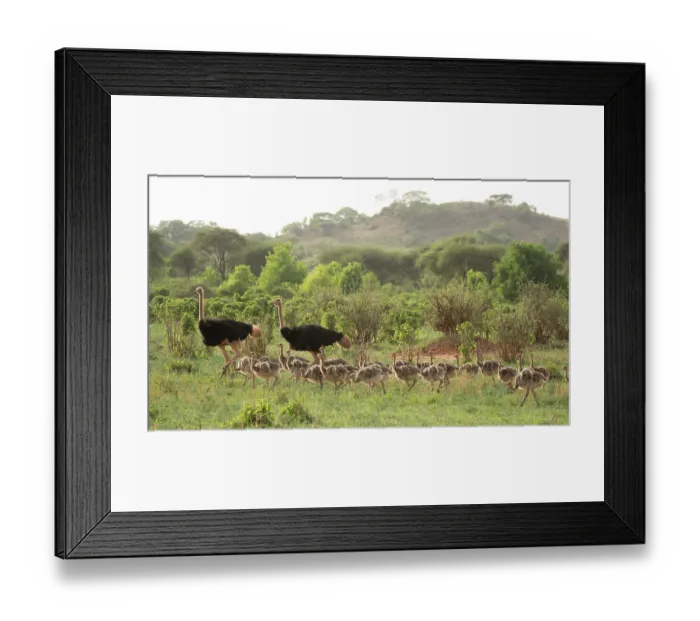 Framed Print : Two Masai ostriches (Struthio camelus massaicus) male, with brood of chicks, Tarangire National Park, Tanzania Framed Print : Two Masai ostriches (Struthio camelus massaicus) male, with brood of chicks, Tarangire National Park, Tanzania