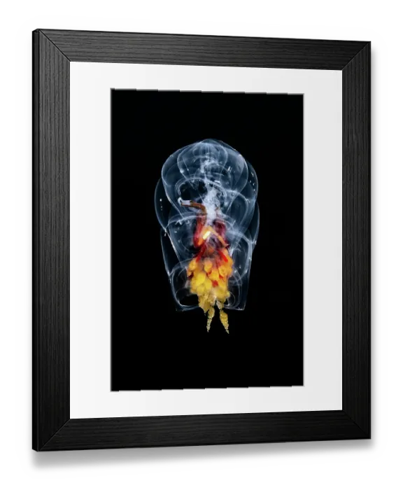 Framed Print : Siphonophore (Hippopodius hippopus) portrait, Shizuoka Prefecture, Japan, Pacific Ocean Framed Print : Siphonophore (Hippopodius hippopus) portrait, Shizuoka Prefecture, Japan, Pacific Ocean