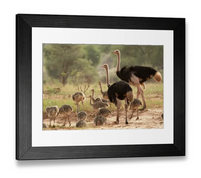 Framed Print : Two Masai ostriches (Struthio camelus massaicus) male, watching over brood of chicks, Tarangire National Park, Tanzania Framed Print : Two Masai ostriches (Struthio camelus massaicus) male, watching over brood of chicks, Tarangire National Park, Tanzania
