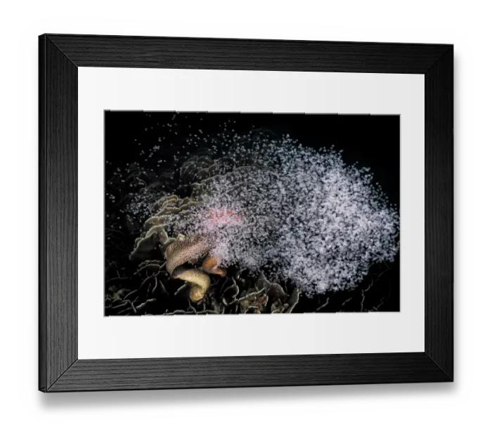 Framed Print : Group of Moray eels (Gymnothorax meleagris) spawning Framed Print : Group of Moray eels (Gymnothorax meleagris) spawning