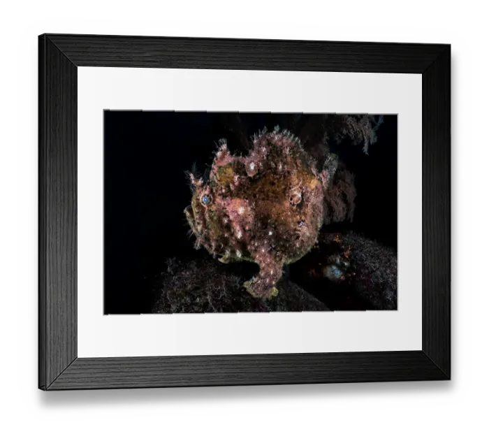 Framed Print : Calico frogfish (Fowlerichthys scriptissimus) portrait, Shizuoka Prefecture, Japan, Pacific Ocean Framed Print : Calico frogfish (Fowlerichthys scriptissimus) portrait, Shizuoka Prefecture, Japan, Pacific Ocean