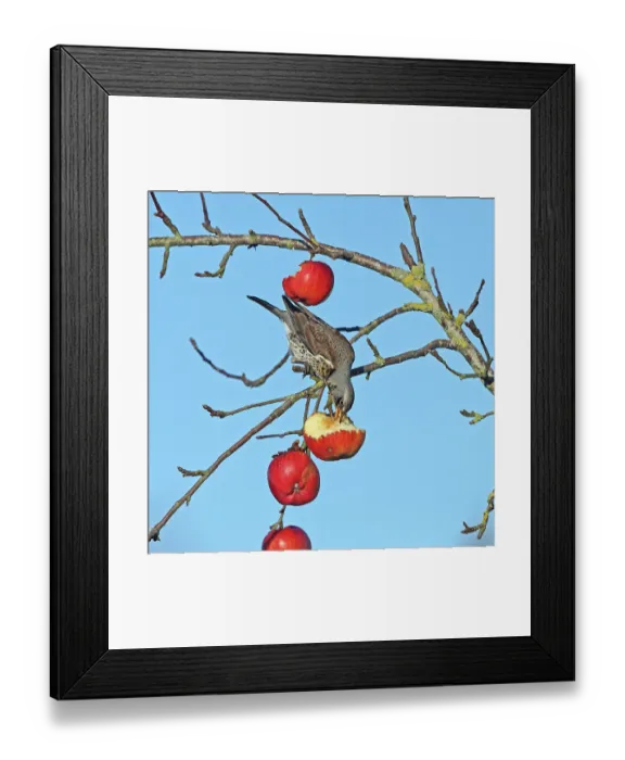 Framed Print : Fieldfare (Turdus pilaris) perched upside-down feeding on fruit in Apple tree, Denmark. December Framed Print : Fieldfare (Turdus pilaris) perched upside-down feeding on fruit in Apple tree, Denmark. December