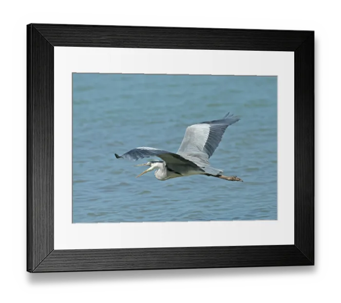 Framed Print : Grey heron (Ardea cinerea) in flight and calling, Oman Framed Print : Grey heron (Ardea cinerea) in flight and calling, Oman
