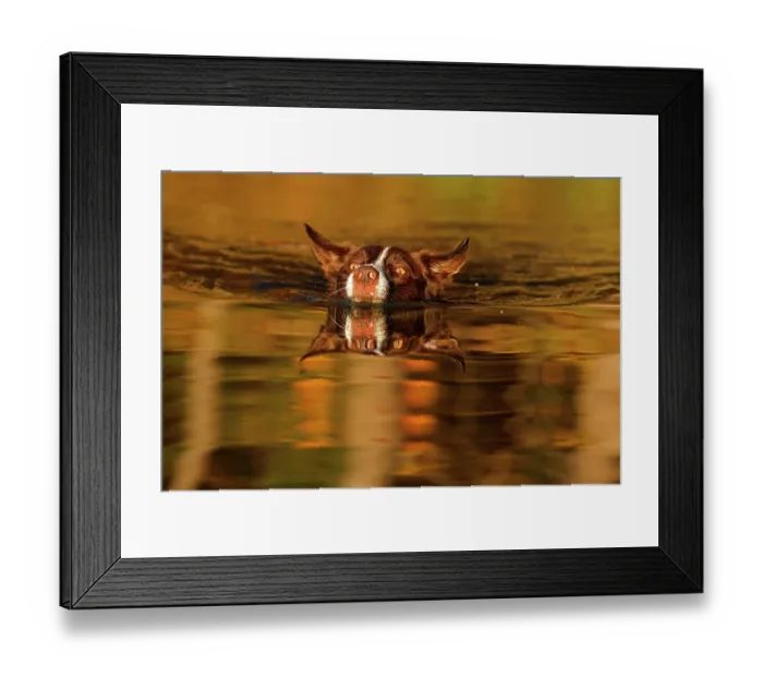 Framed Print : Chocolate border collie swimming in evening light, Maryland, USA. October Framed Print : Chocolate border collie swimming in evening light, Maryland, USA. October