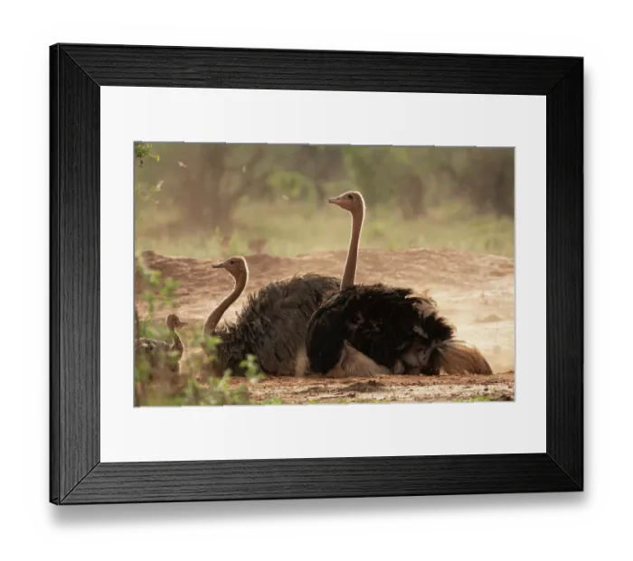 Framed Print : Masai ostriches (Struthio camelus massaicus) pair, dust bathing, Tarangire National Park, Tanzania Framed Print : Masai ostriches (Struthio camelus massaicus) pair, dust bathing, Tarangire National Park, Tanzania