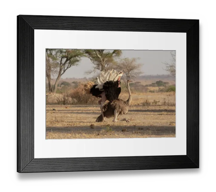 Framed Print : Masai ostriches (Struthio camelus massaicus) pair mating, Tarangire National Park, Tanzania Framed Print : Masai ostriches (Struthio camelus massaicus) pair mating, Tarangire National Park, Tanzania