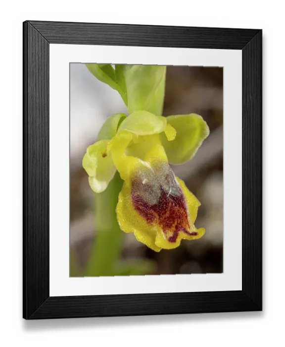 Framed Print : Corsican ophrys (Ophrys lutea phrygana) flower, nr. Manfredonia, Gargano, Puglia, Italy. April Framed Print : Corsican ophrys (Ophrys lutea phrygana) flower, nr. Manfredonia, Gargano, Puglia, Italy. April