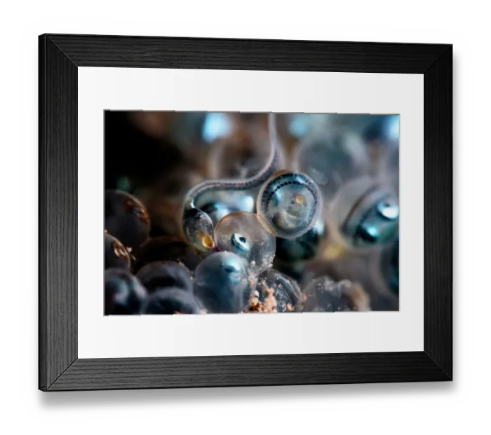 Framed Print : Fat greenling (Hexagrammos otakii) hatchlings emerging from eggs, Hokkaido, Japan, Pacific Ocean Framed Print : Fat greenling (Hexagrammos otakii) hatchlings emerging from eggs, Hokkaido, Japan, Pacific Ocean