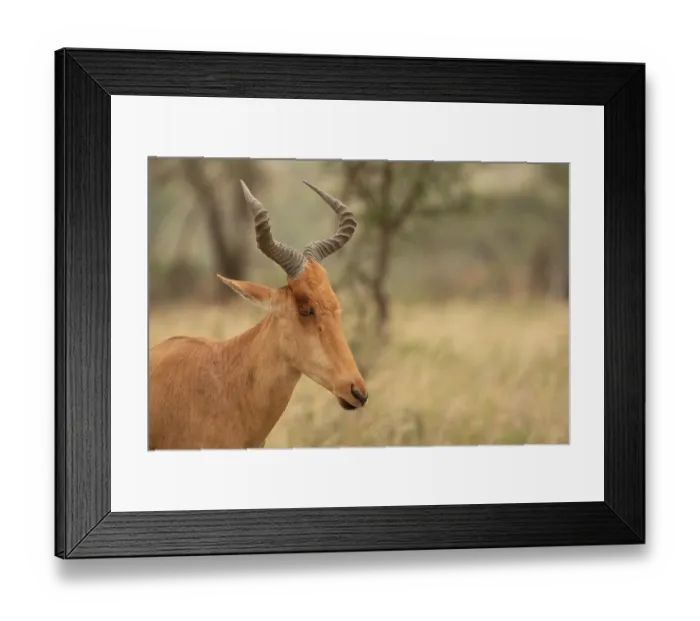 Framed Print : Hartebeest ( Alcelaphus buselaphus) head portrait, Serengeti National Park, Tanzania Framed Print : Hartebeest ( Alcelaphus buselaphus) head portrait, Serengeti National Park, Tanzania