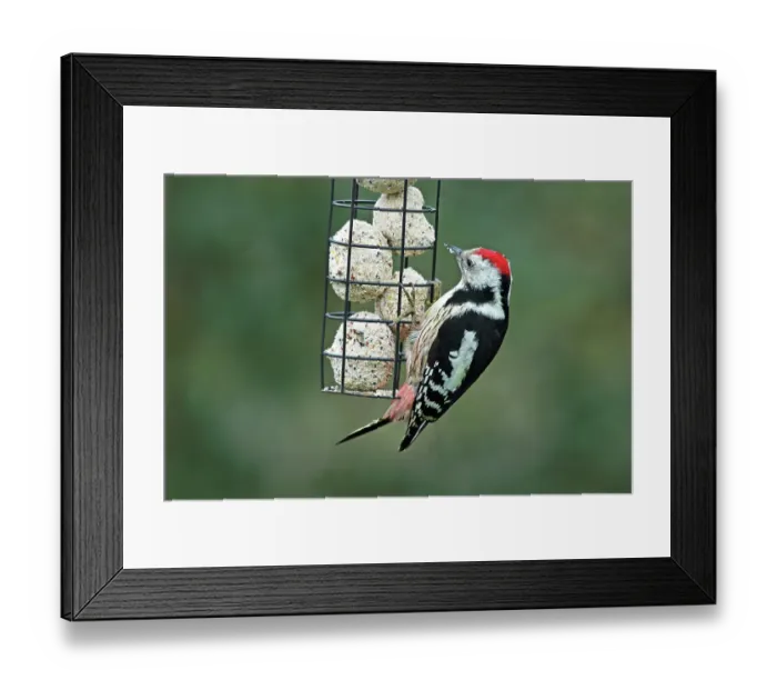 Framed Print : Middle spotted woodpecker (Dendrocoptes medius) perched on bird feeder in winter, Denmark. December Framed Print : Middle spotted woodpecker (Dendrocoptes medius) perched on bird feeder in winter, Denmark. December