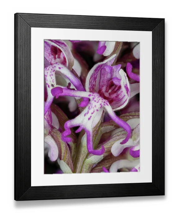 Framed Print : Monkey orchid (Orchis simia) flower, close up, Torre Alfina, Lazio, Italy. May