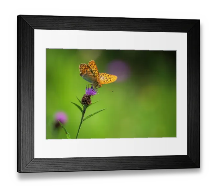 Framed Print : Silver-washed fritillary (Argynnis paphia) butterfly nectaring on Knapweed (Centaurea nigra), Meeth Quarry, Devon, England, UK. July Framed Print : Silver-washed fritillary (Argynnis paphia) butterfly nectaring on Knapweed (Centaurea nigra), Meeth Quarry, Devon, England, UK. July