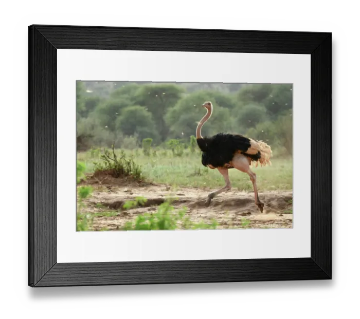 Framed Print : Masai ostrich (Struthio camelus massaicus) male, running, Tarangire National Park, Tanzania Framed Print : Masai ostrich (Struthio camelus massaicus) male, running, Tarangire National Park, Tanzania