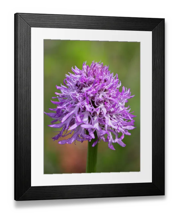 Framed Print : Wavy-leaved monkey orchid (Orchis italica) in flower, Monte St Angelo, Gargano, Puglia, Italy. April Framed Print : Wavy-leaved monkey orchid (Orchis italica) in flower, Monte St Angelo, Gargano, Puglia, Italy. April
