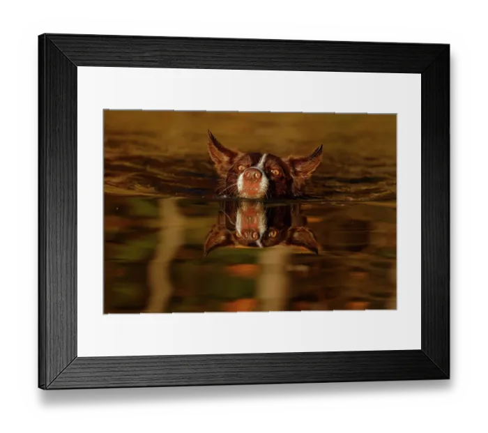 Framed Print : Chocolate border collie swimming in evening light, Maryland, USA. October Framed Print : Chocolate border collie swimming in evening light, Maryland, USA. October