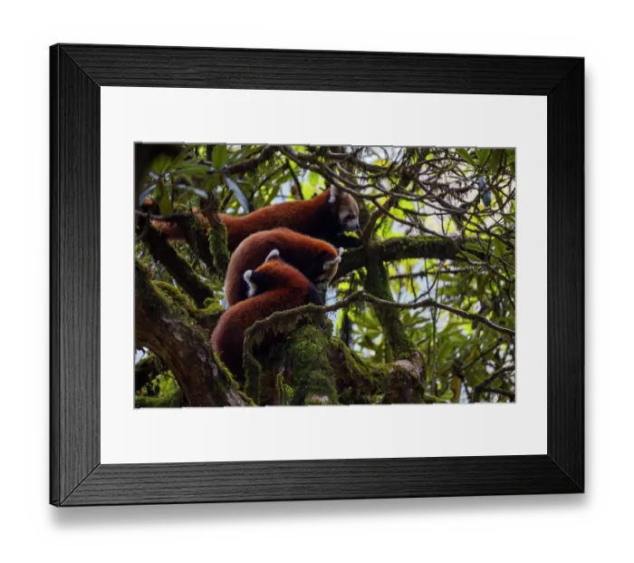 Framed Print : Red panda (Ailurus fulgens) female with two cubs in tree, Singalila National Park, Himalayas, Nepal. Endangered Framed Print : Red panda (Ailurus fulgens) female with two cubs in tree, Singalila National Park, Himalayas, Nepal. Endangered