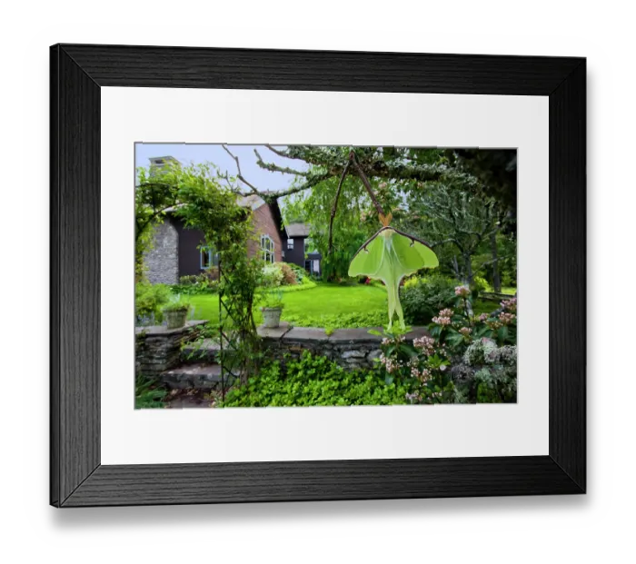 Framed Print : Luna moth (Actias luna) male, resting on an old Mountain laurel shrub (Kalmia latifolia) in a garden, Woodstock, New York, USA. June Framed Print : Luna moth (Actias luna) male, resting on an old Mountain laurel shrub (Kalmia latifolia) in a garden, Woodstock, New York, USA. June