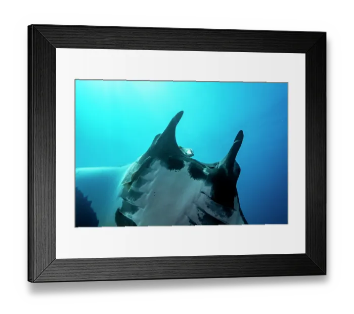 Framed Print : Giant manta ray (Mobula birostris) head portrait, ventral view, Bat Islands, Costa Rica, Pacific Ocean. Endangered Framed Print : Giant manta ray (Mobula birostris) head portrait, ventral view, Bat Islands, Costa Rica, Pacific Ocean. Endangered