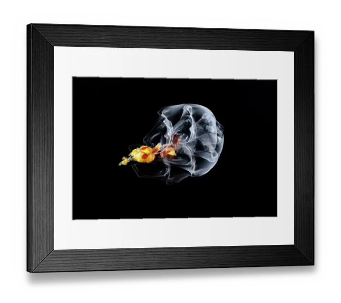 Framed Print : Siphonophore (Hippopodius hippopus) portrait, Shizuoka Prefecture, Japan, Pacific Ocean Framed Print : Siphonophore (Hippopodius hippopus) portrait, Shizuoka Prefecture, Japan, Pacific Ocean