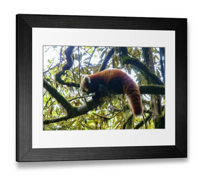 Framed Print : Red panda (Ailurus fulgens) male, climbing along branch, Singalila National Park, Himalayas, Nepal. Endangered