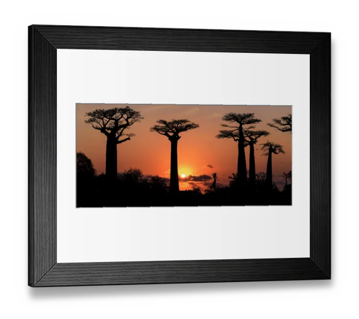 Framed Print : Grandidier's baobabs (Adansonia grandidieri) silhouetted at sunset, near Morondava, western Madagascar. Stitched image