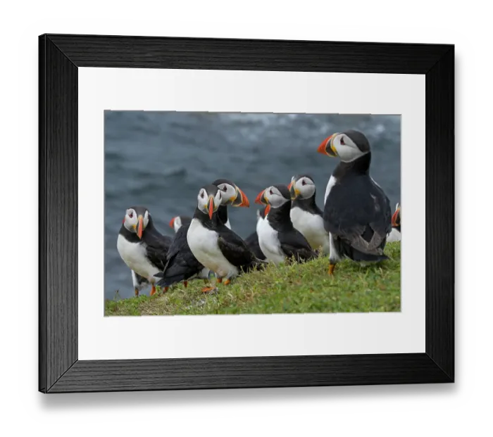 Framed Print : Group of Puffins (Fratercula arctica) perched on cliff top, Great Saltee Island, County Wexford, Republic of Ireland. June Framed Print : Group of Puffins (Fratercula arctica) perched on cliff top, Great Saltee Island, County Wexford, Republic of Ireland. June