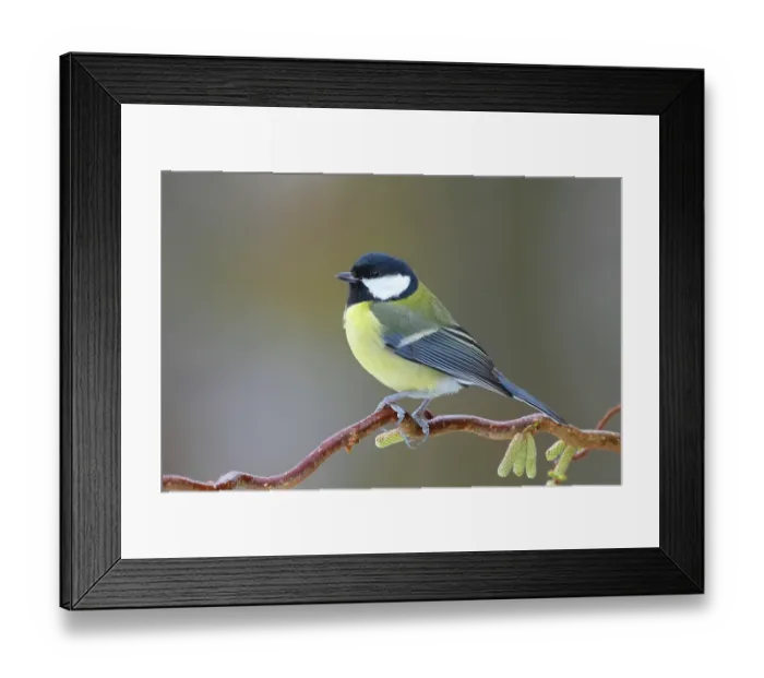 Framed Print : Great tit (Parus major) perched on twig in winter, Denmark. December Framed Print : Great tit (Parus major) perched on twig in winter, Denmark. December