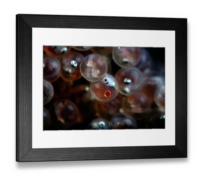 Framed Print : Spotty-bellied greenling (Hexagrammos agrammus) eggs, juveniles are well-developed, with the embryos being active in the eggs by this stage, shown at x4 life-size magnification Framed Print : Spotty-bellied greenling (Hexagrammos agrammus) eggs, juveniles are well-developed, with the embryos being active in the eggs by this stage, shown at x4 life-size magnification