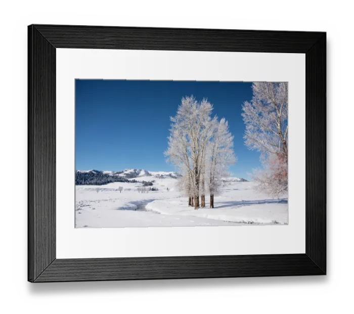 Framed Print : Cottonwood trees (Populus sp.) covered in hoar frost just after sunrise on an intensely cold morning, Lamar River Valley, Yellowstone National Park, Wyoming, USA. January Framed Print : Cottonwood trees (Populus sp.) covered in hoar frost just after sunrise on an intensely cold morning, Lamar River Valley, Yellowstone National Park, Wyoming, USA. January