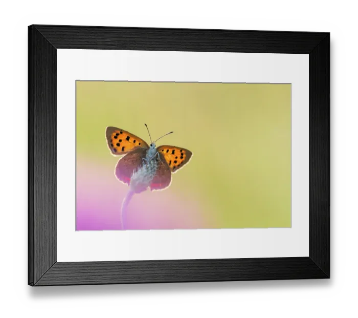 Framed Print : Small copper (Lycaena phlaeas) butterfly resting on a grass head, Volehouse Moor, Devon, England, UK. July Framed Print : Small copper (Lycaena phlaeas) butterfly resting on a grass head, Volehouse Moor, Devon, England, UK. July
