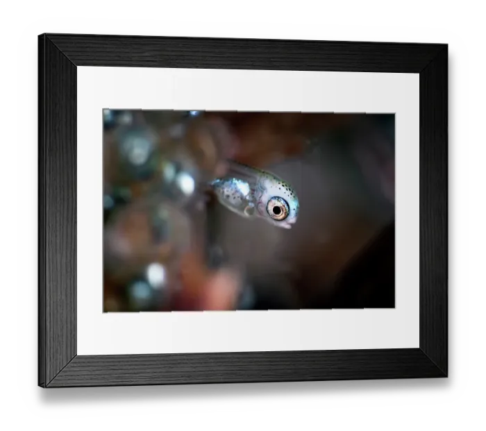 Framed Print : Fat greenling (Hexagrammos otakii) hatchling, newly hatched, around 7mm, Hokkaido, Japan, Pacific Ocean Framed Print : Fat greenling (Hexagrammos otakii) hatchling, newly hatched, around 7mm, Hokkaido, Japan, Pacific Ocean